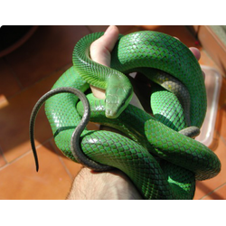 Полоз зеленый (Elaphe oxycephala, или Gonyosoma oxycephala)