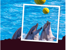 DELFINARIUM IN SHARM EL SHEIKH – SHOWPROGRAMM