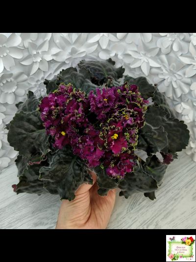 ПТ-Мерло Люкс (Т. Пугачева)