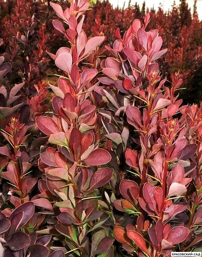 Барбарис Тунберга Red Pillar - фото крупным планом - красовский-сад.рф