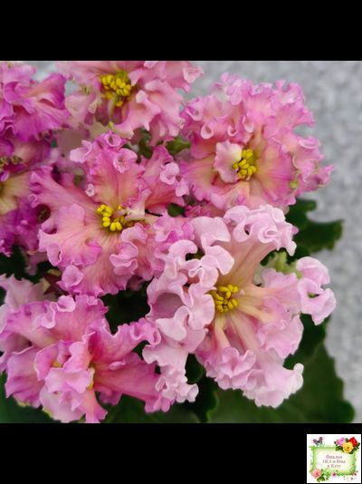 ЕК-Линжери (Е. Коршунова) 2021 г.