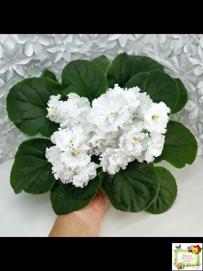 Свадебный Букет (К. Морев)
