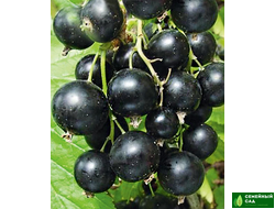 Смородина черная "Ядреная"