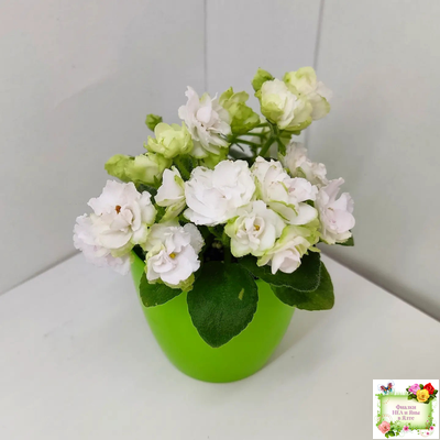 Irish Flirt mini (S.Sorano)