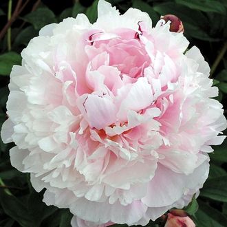 Paeonia President Taft