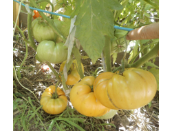 Томат Амана Оранж (Amana orange)