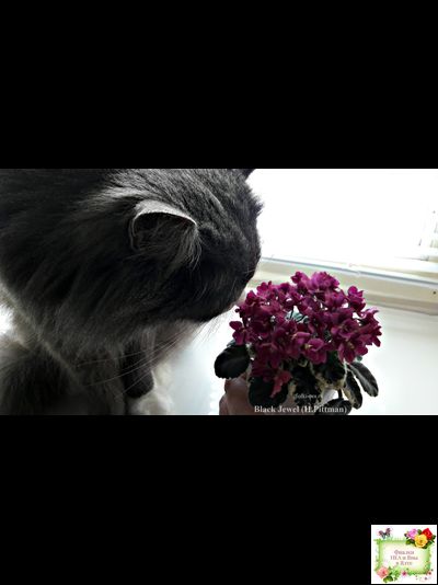 Black Jewel (H.Pittman) 02/14/04