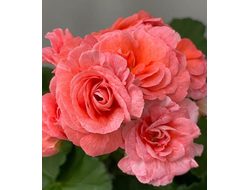 П208 Пеларгония ТА Леди Винтер укорененный черенок