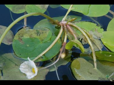 Водокрас обыкновенный - Гидрохарис