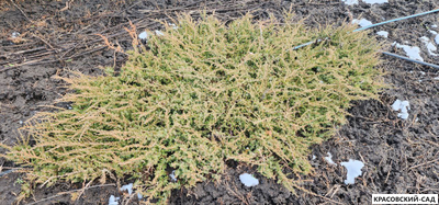 Можжевельник обыкновенный Green Carpet - фото в снегу - красовский-сад.рф