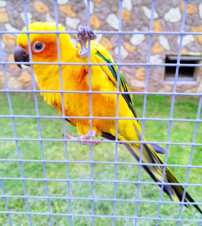 Экскурсия "Прогулка в парке птиц"