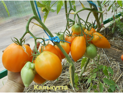 Томат Калькутта, (Calkutta) США