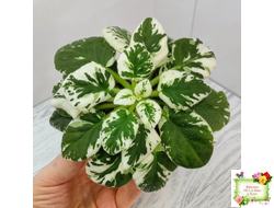 Н-Горный Воздух (Н. Бердникова) 2018