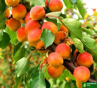 Абрикос "Восточно-Сибирский"