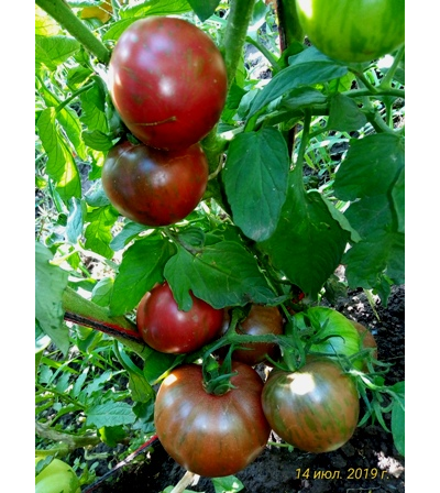 Томат Фиолетовая яшма (Цзы-Ю, Tci U, Китай)