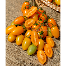 Томат Märchengold (Сказочное Золото), 10 шт