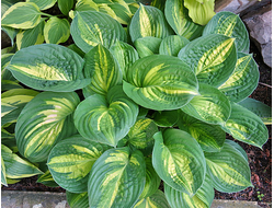 Хоста Ooh La La