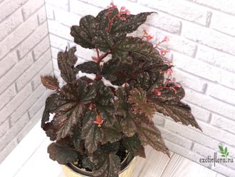 Бегония Victorian Butterflay