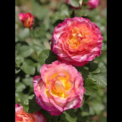 Горжес (Gorgeous)