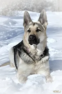 Найгур