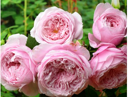 Спирит оф фридом ( Spirit of Freedom)