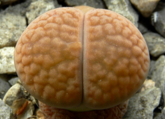 Lithops hookeri C113 (Чехия)