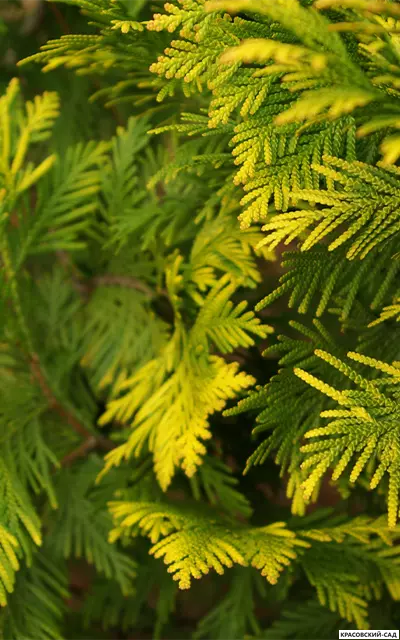 Туя Европа Голд - Europe gold