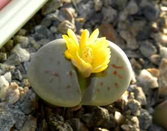 Lithops schwantesii v.marthae C148 - 10 семян