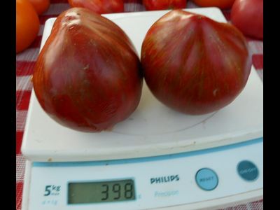 Томат Беркли Тай дай хаат (Berkeley Tie Dye Heart , USA)