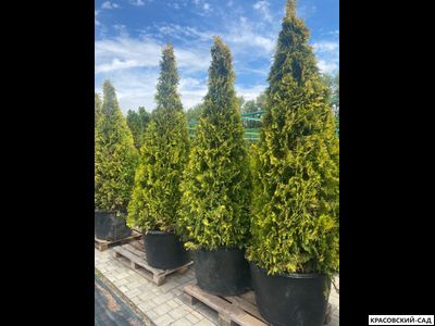 Туя Еллоу Риббон - Yellow Ribbon