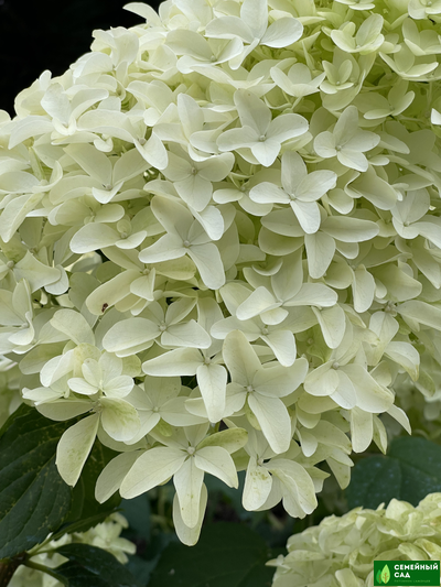 Гортензия метельчатая "Skyfall" (Скайфолл)