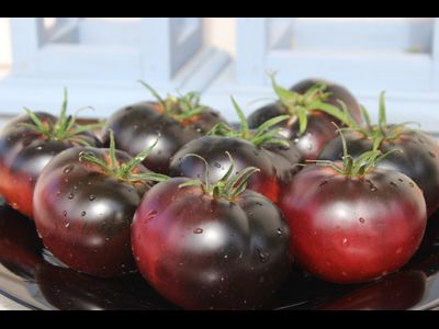 Grand black tomato (Большой черный томат)