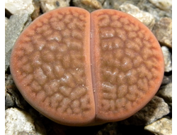 Lithops hookeri C113 (MG) - 10 семян