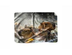 Плед Капибара, Kapibara-san №17