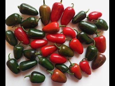 Перец острый  Black Maroccan Jalapeno