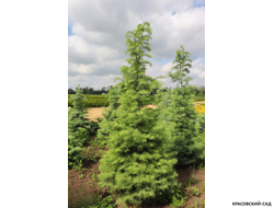 Пихта одноцветная - Abies concolor