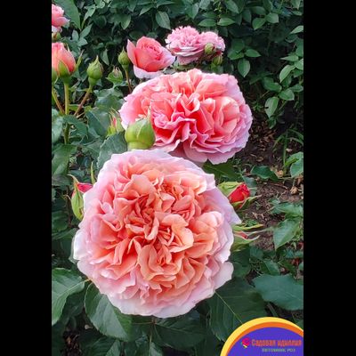 Бель Д,Анжу (Belle D'Anjou)