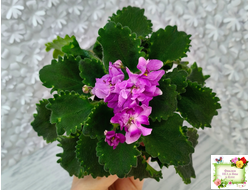 LV-Крапивка (Л. Шевелева) 2024 г. (лист посажен 15.09.25)