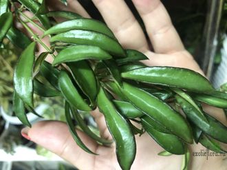 Hoya sp. (EPC-319, PG-04, very small leaves, mini wayetii)