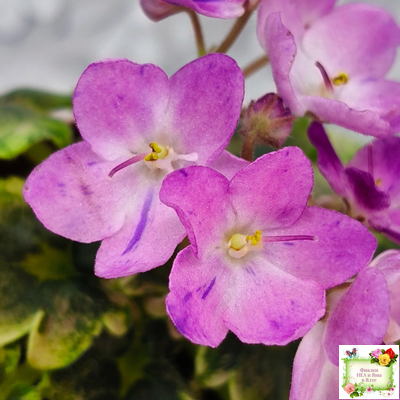 АВ-Почемучка (Фиалковод) 2020 г. (гёрл-листья с кроновой пестролистностью)