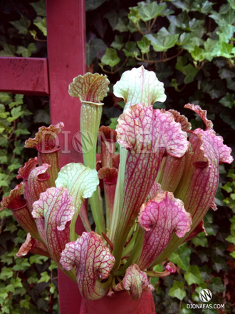 Sarracenia Barbarous