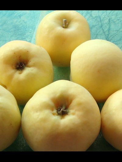 Свердловчанин (яблоня)