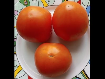 Томат Техас