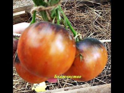 Томат Блаженство