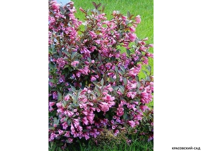 Вейгела цветущая Нана Пурпуреа фото в саду красовский-сад.рф
