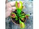 Dionaea muscipula "G-16"