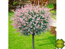 ИВА ЦЕЛЬНОЛИСТНАЯ "ХАКУРО НИШИКИ" на штамбе (высота 1,4 м)