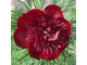 Paeonia tenuifolia “Татьяна”
