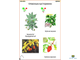 Ядовитые растения  (11 шт), комплект кодотранспарантов (фолий, прозрачных пленок)