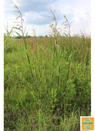 Ива Пурпурная (Salix Purpurea) АРТ№ SP (50 шт.)